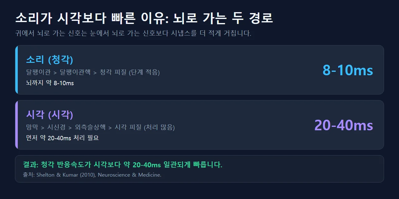 소리가 시각보다 빠른 이유: 8-10ms vs 20-40ms