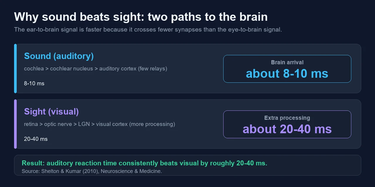 Why Sound Beats Sight: 8-10 ms vs 20-40 ms